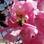 Apis Mellifera a S. Maurizio Canavese (Foto G. Ferrero)
